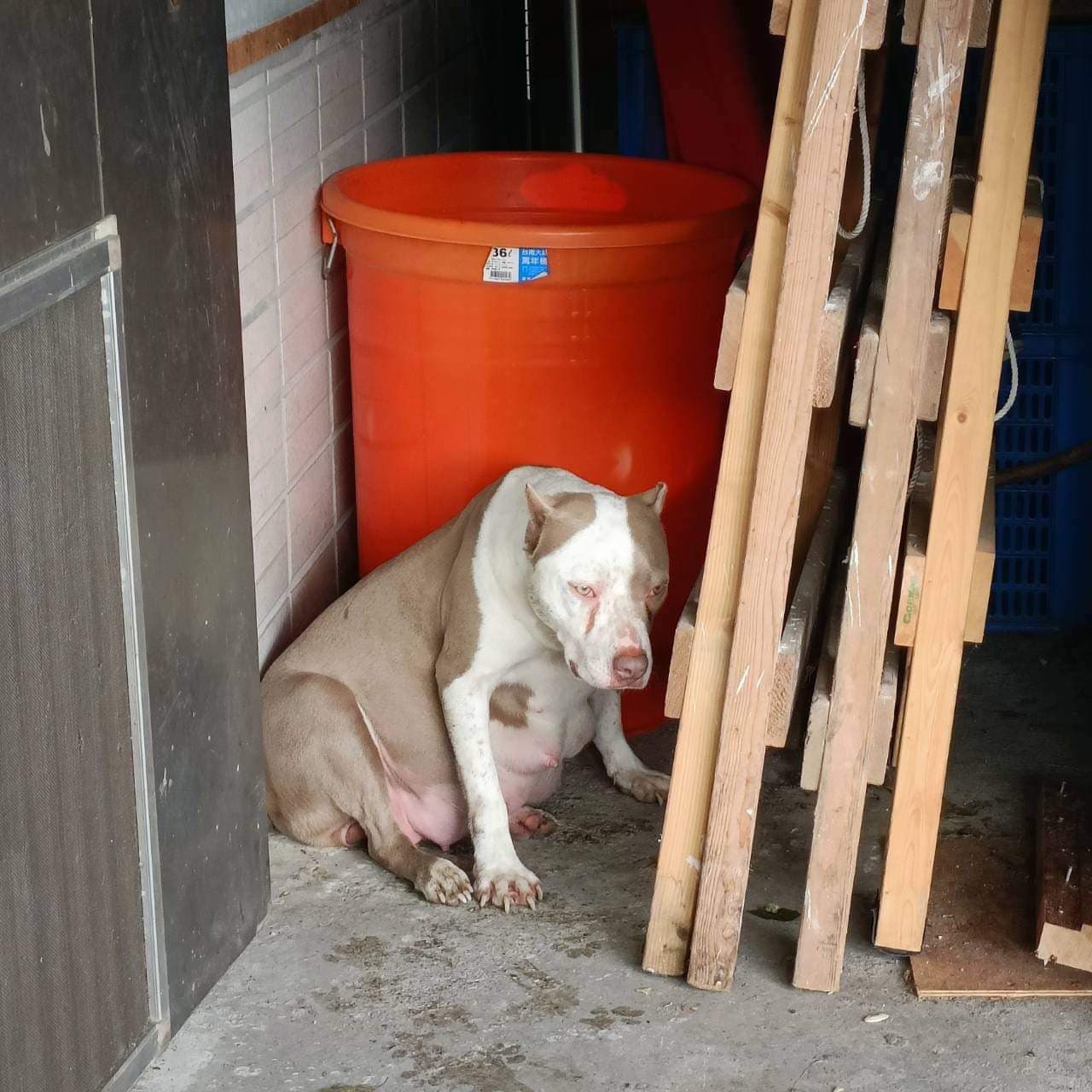 被剪去大面積耳朵的比特犬。有些比特耳朵甚至被剪到只剩很小一塊，連絕育後要剪耳都無從下刀。