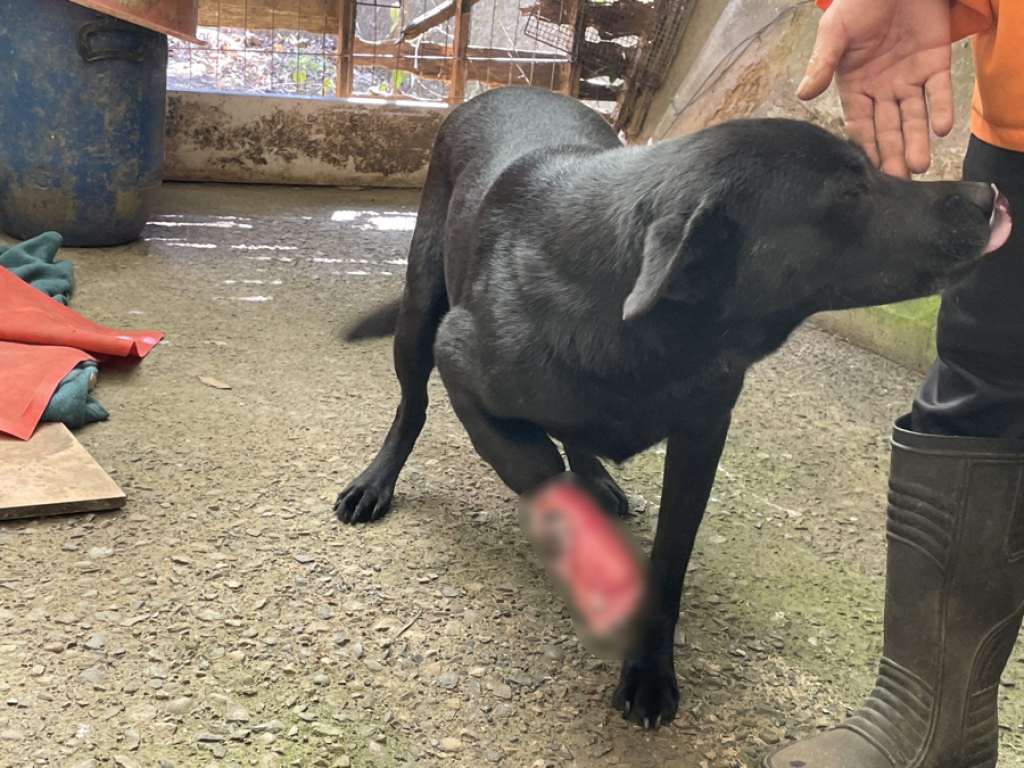 Lucky的腳傷遲遲未見好轉,我們將他接回協會治療