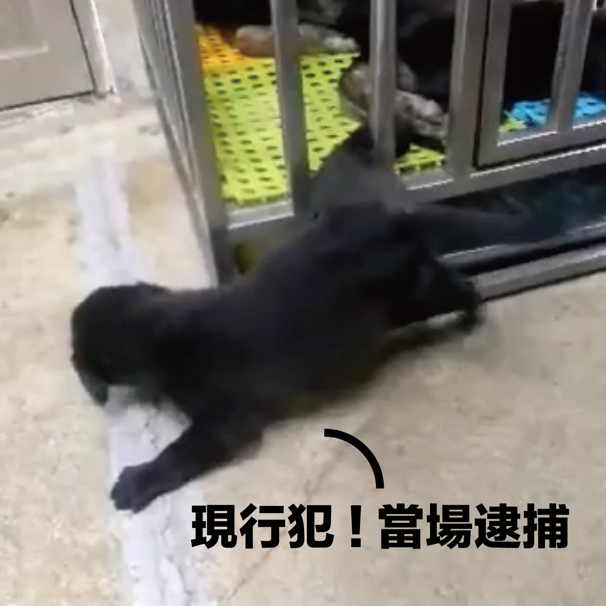 現行犯!當場逮捕!