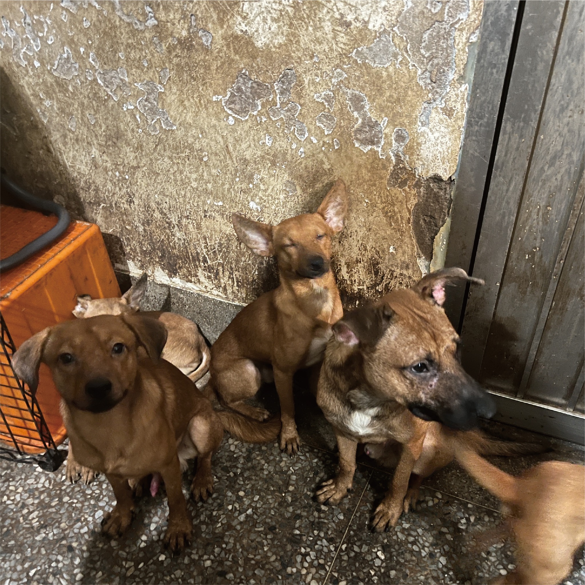 狗狗們擠在客廳的角落