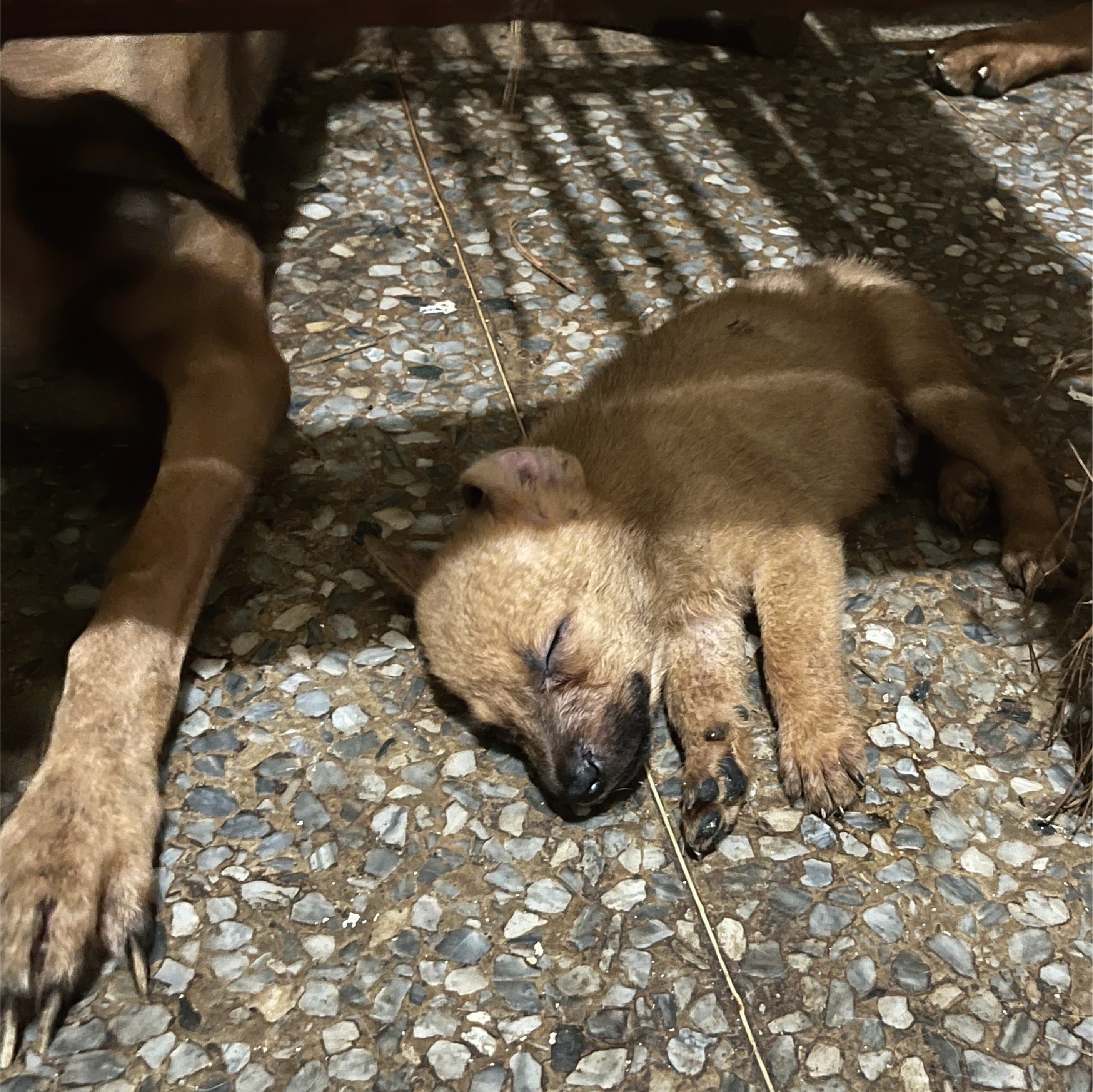 剛出生不久的幼犬